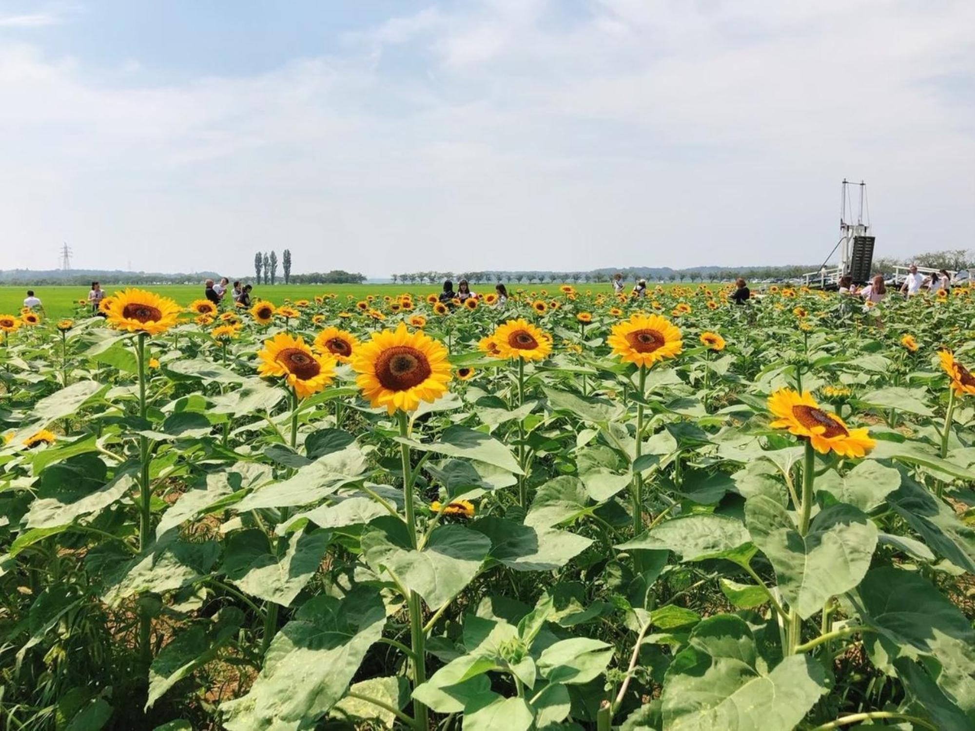 Vessel Inn Keisei Tsudanuma Station Narashino Ngoại thất bức ảnh